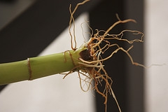 Lucky Bamboo Houseplant